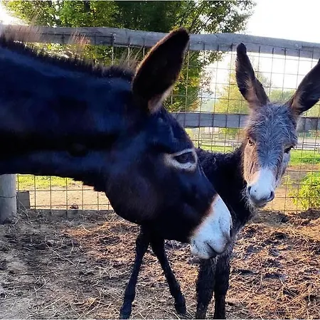 Farm stay La Cavallina Azienda Agrituristica *