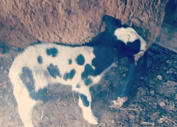 Κατάλυμα σε φάρμα La Cavallina Azienda Agrituristica *
