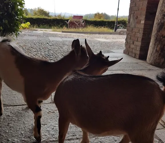 La Cavallina Azienda Agrituristica Κατάλυμα σε φάρμα *