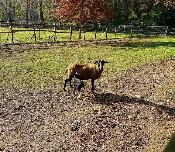 Κατάλυμα σε φάρμα La Cavallina Azienda Agrituristica *
