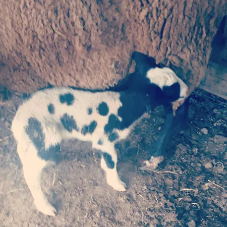 Κατάλυμα σε φάρμα La Cavallina Azienda Agrituristica *