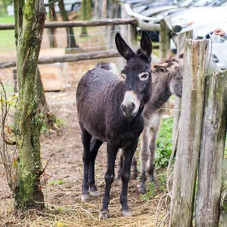 Gospodarstwo agroturystyczne La Cavallina Azienda Agrituristica